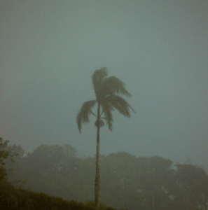 Palm tree in a dark, windy storm.