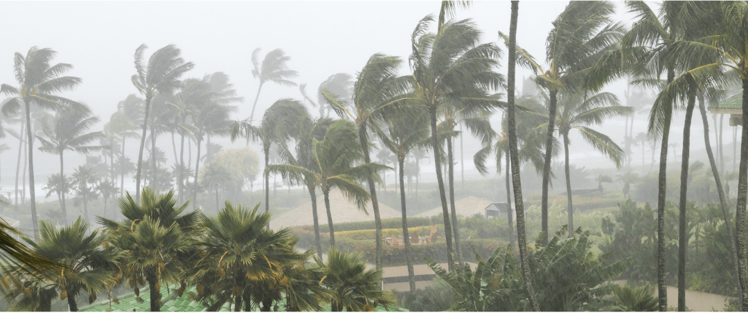 Hurricane winds and palm trees